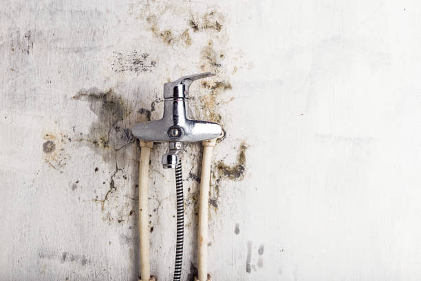 Best Emergency Mold Removal  in Woodson Terrace, MO