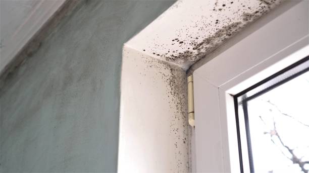 Best Mold Remediation Experts  in Woodson Terrace, MO