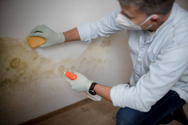Best Commercial Mold Removal  in Woodson Terrace, MO