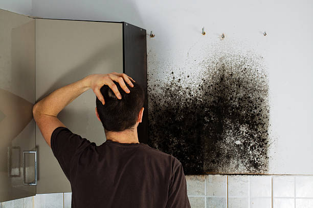 Best Local Mold Removal Service  in Woodson Terrace, MO