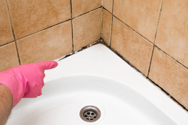 Best Affordable Mold Removal  in Woodson Terrace, MO