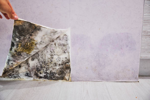 Best Crawl Space Mold Removal  in Woodson Terrace, MO